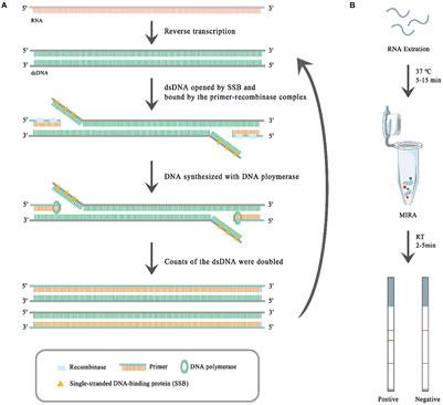 Development of a multienzyme isothermal rapid amplification and lateral flow dipstick combination assay for bovine coronavirus detection